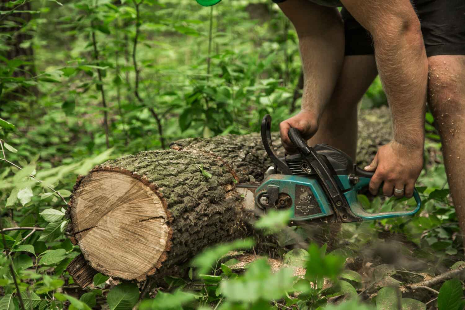 Best Emergency Tree Service  in Everman, TX